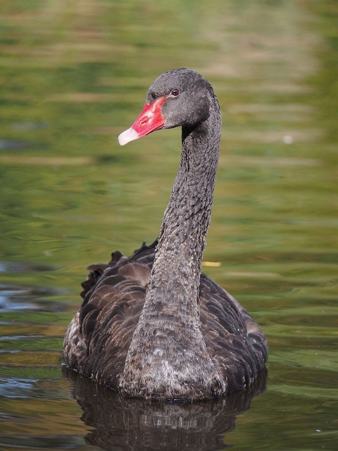 Cuando los europeos llegaron a Australia no podían creer la existencia de cisnes negros: hasta entonces, habían vivido sumergidos en un mundo donde era imposible que existieran. Ahora que viste la foto, te parece obvio que existen